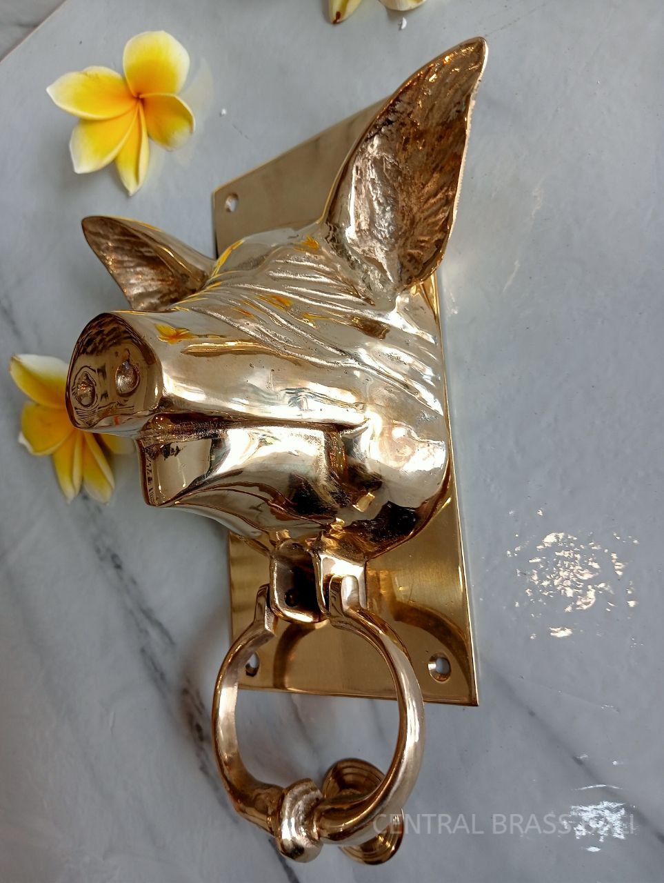 Blind pig gold Brass door knocker