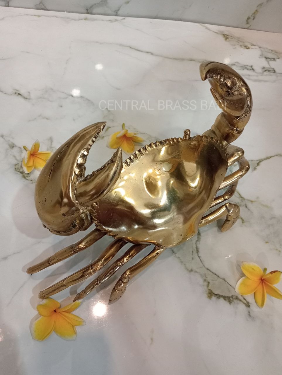 Large Crabs