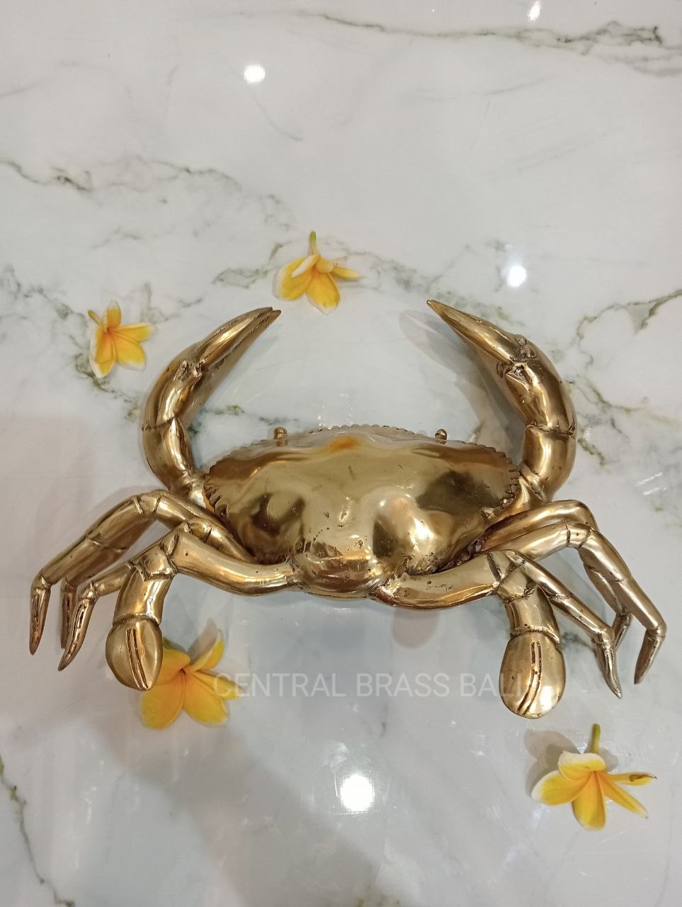 Large Crabs