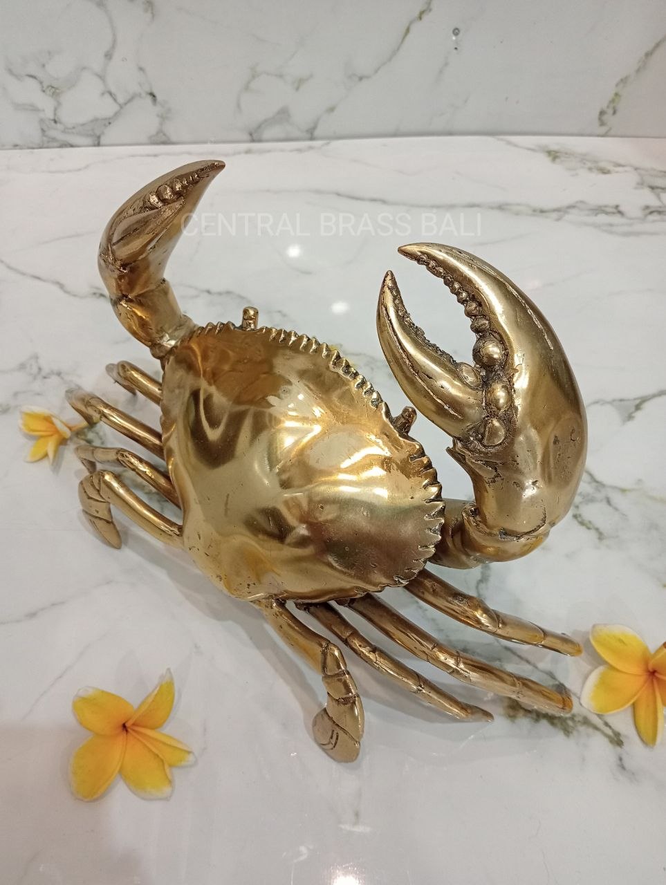 Large Crabs