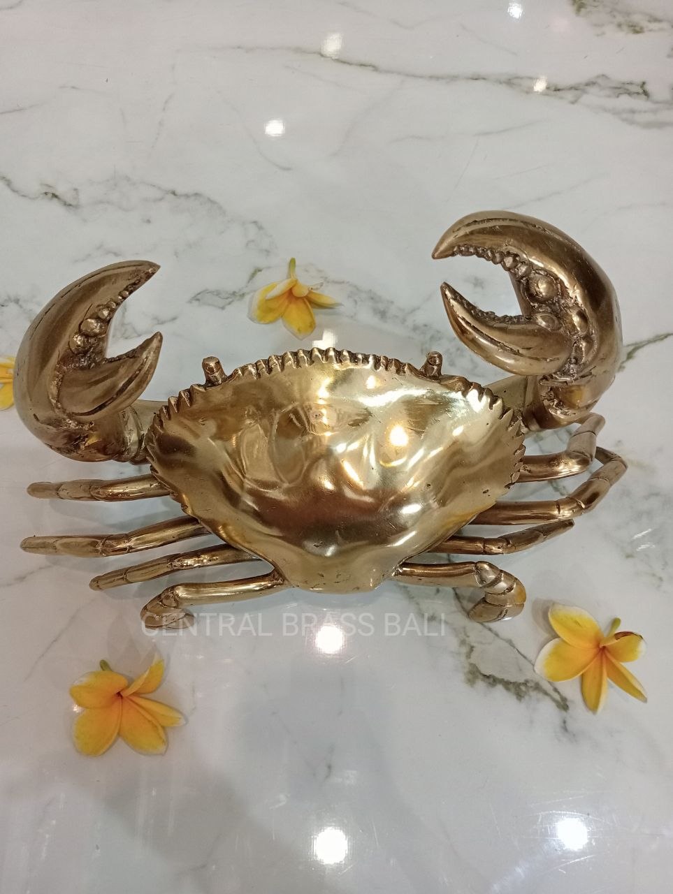 Large Crabs