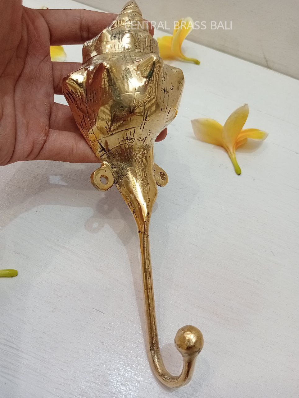 3pcs shell Hooks Brass