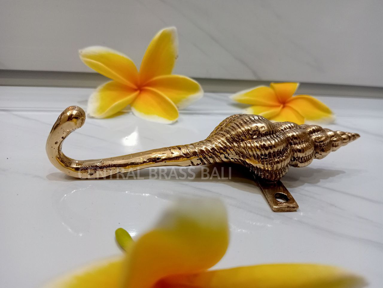 Set of 4pcs Shell Hook Brass