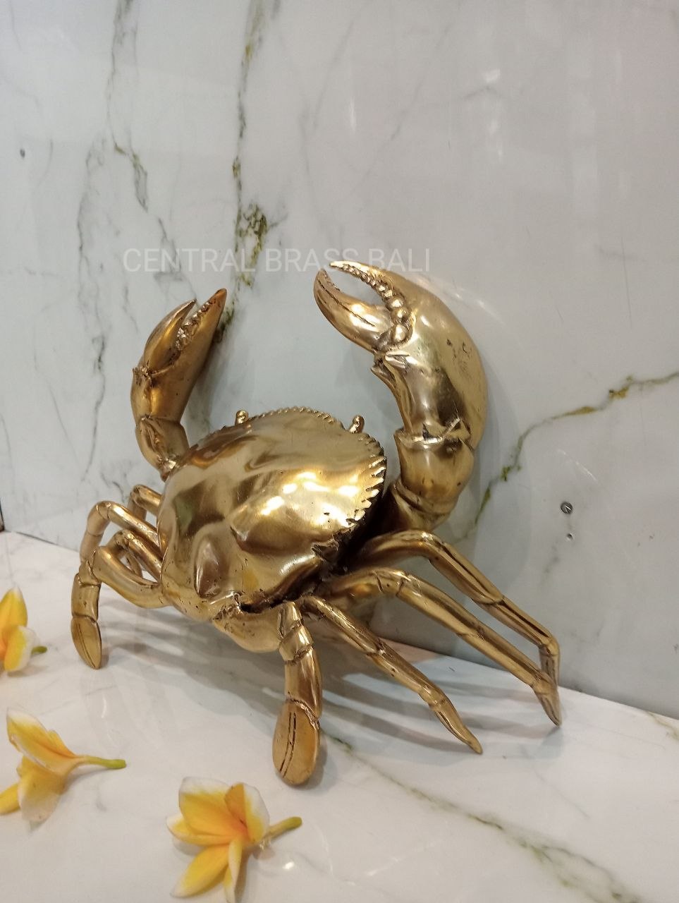 Large Crabs