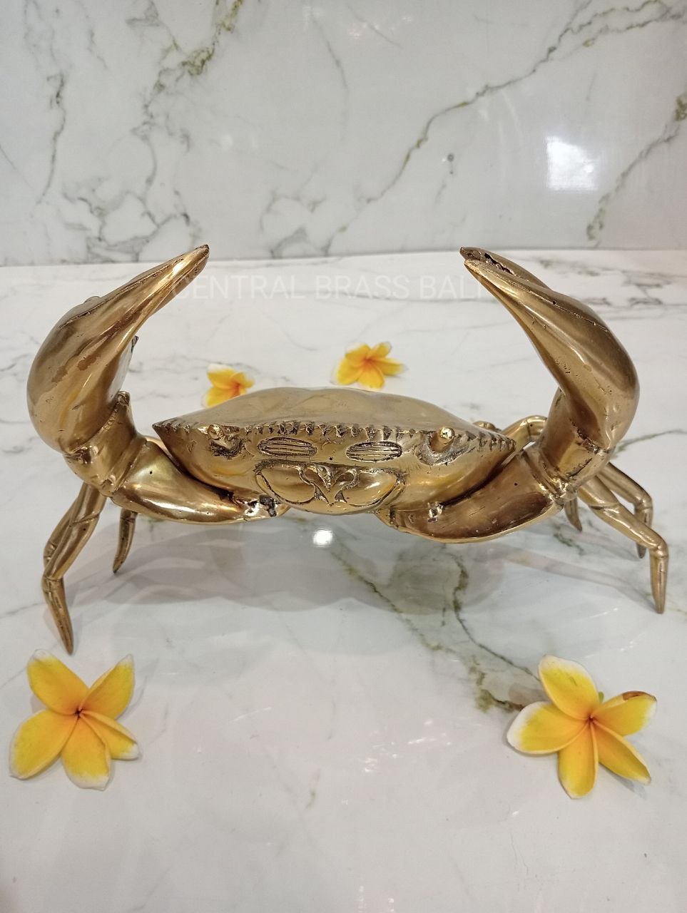 Large Crabs