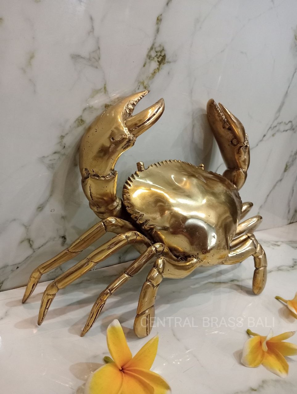 Large Crabs